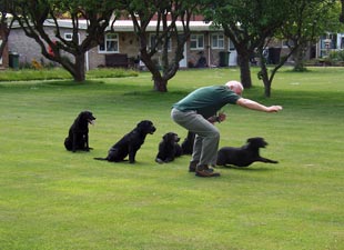 Gun Dog Display